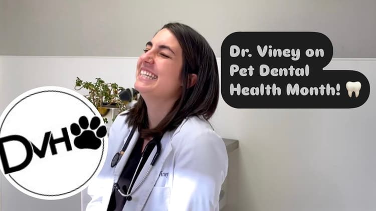 Dr. Viney on Pet Dental Health Month